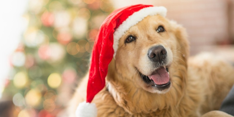 Weihnachtliche Geschenketipps für Hunde - Foto: presseportal.de