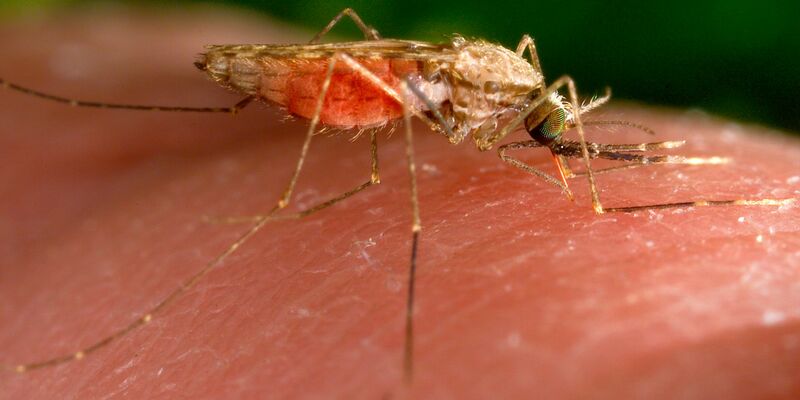 Anopheles-Mücken übertragen Malaria-Erreger. - Foto: James Gathany/CDC/AP/dpa