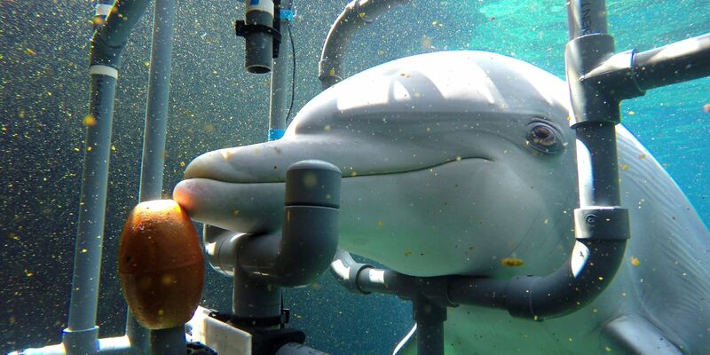 Der untersuchte Delphin Donna während des Trainings. Die Delfine können elektrische Gleichstromfelder wahrnehmen und entsprechend reagieren. - Foto: Tim Hüttner/dpa