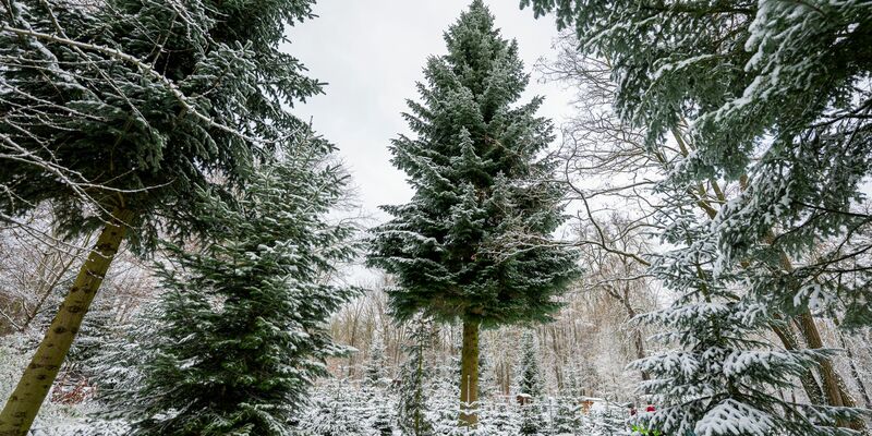 Der Weihnachtsbaum für das Brandenburger Tor in Berlin stammt dieses Jahr aus Thüringen. Aber nicht alle Weihnachtsbäume kommen aus dem heimischen Anbau. - Foto: Jacob Schröter/dpa