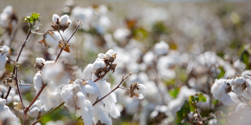 In drei Jahren wurden fast 200 Millionen Europäerinnen und Europäer erreicht: Der Erfolg der EUCOTTON-Kampagne hat den europäischen Baumwollsektor wieder in den Blickpunkt der Öffentlichkeit gerückt - Foto: presseportal.de