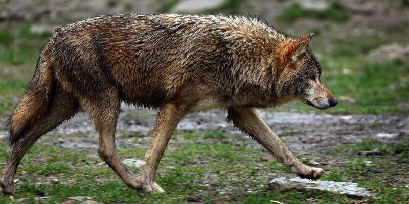 Von Deutschland bis nach Spanien: Forschende wiesen nach, dass ein Wolf eine Strecke von über tausend Kilometer gelaufen ist. (Archivbild/Symbolbild) - Foto: Karl-Josef Hildenbrand/dpa