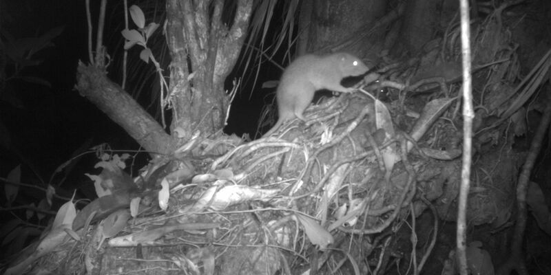 Forscher konnten erstmals eine der Riesenratten von Vangunu fotografieren. - Foto: Dr Tyrone Lavery/University of Melbourne/dpa
