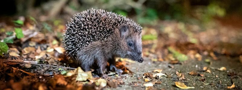 Die Zahl der Westeuropäischen Igel, auch Braunbrustigel genannt, geht stark zurück. (Archivbild) - Foto: Jonas Walzberg/dpa