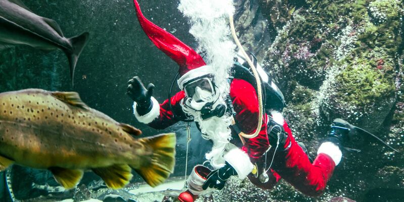 Timo Kaminski taucht als Nikolaus zur Fütterung im Großaquarium des Multimar Wattforums in Tönning. - Foto: Frank Molter/dpa