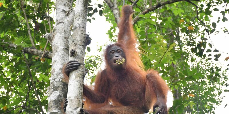 Taymur an einem Baum auf der Vorauswilderungsinsel. - Foto: BOS Foundation/dpa