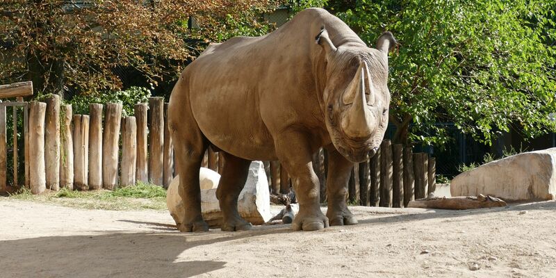 Kalusho wurde 37 Jahre alt. - Foto: Zoo Frankfurt/dpa