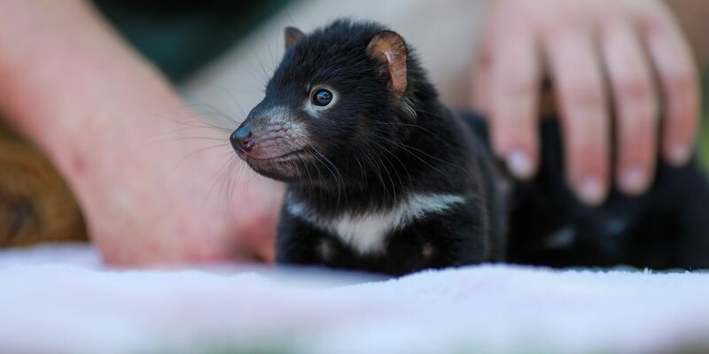 Der Beutelteufel Violet: Im Rahmen des Zuchtprogramms der Tierschutzorganisation Aussie Ark sind zahlreiche niedliche Jungtiere geboren. - Foto: --/Aussie Ark/dpa
