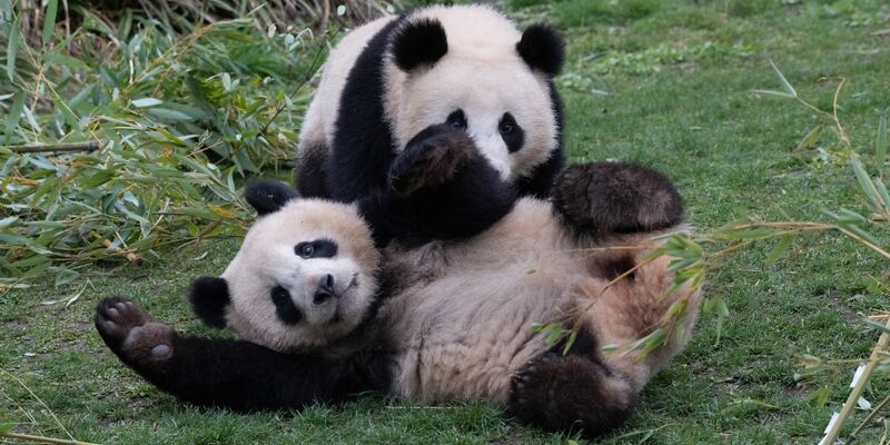 Die Pandabären-Brüder Pit und Paule verlassen kommende Woche den Berliner Zoo. Sie ziehen nach China. Doch ihre Eltern bleiben in Deutschland. - Foto: Paul Zinken/dpa