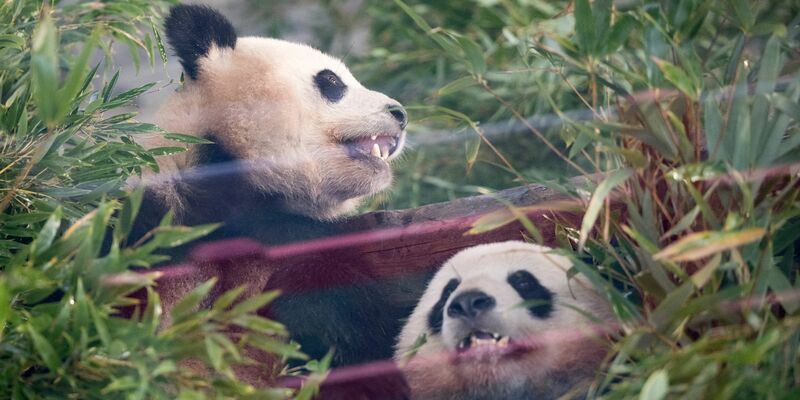 Die Pandas Paule (l) und Pit sitzen während der  Abschiedszeremonie in ihrem Gehege. - Foto: Sebastian Gollnow/dpa
