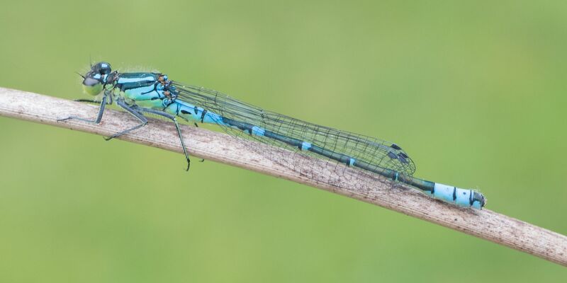 Ein Mond-Azurjungfer-Weibchen: Die vom Aussterben bedrohte Art ist die «Libelle des Jahres» 2024. - Foto: Michael Frank/BUND/dpa