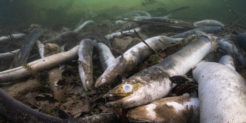 Mit erschreckenden Bildern von verstümmelten und verendeten Aalen prangert der Schweizerische Fischerei-Verband (SFV) das Tierleid im Hochrhein an. - Foto: Jonas Steiner/Schweizerischer Fischerei- Verband/dpa