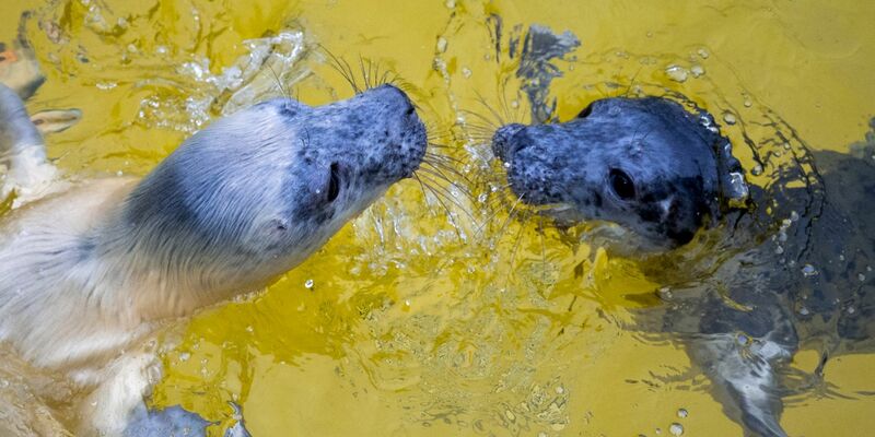 Die Kegelrobbenweibchen Hätti (l) und Toni in der Seehundstation Friedrichskoog. - Foto: Daniel Bockwoldt/dpa