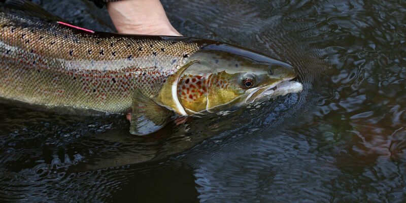 Ein laichreifer Lachs: Der atlantische Lachs ist auf der neuen Roten Liste der bedrohten Arten global nun als «potenziell gefährdet» eingestuft worden. - Foto: Ronny Hartmann/dpa-Zentralbild/dpa