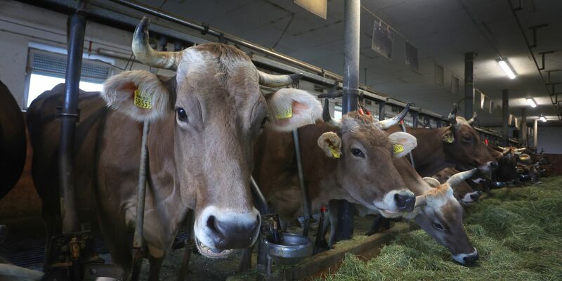 Rund 51.000 Milchviehbetriebe gibt es nach Angaben des Milchindustrie-Verbands in Deutschland. - Foto: Karl-Josef Hildenbrand/dpa