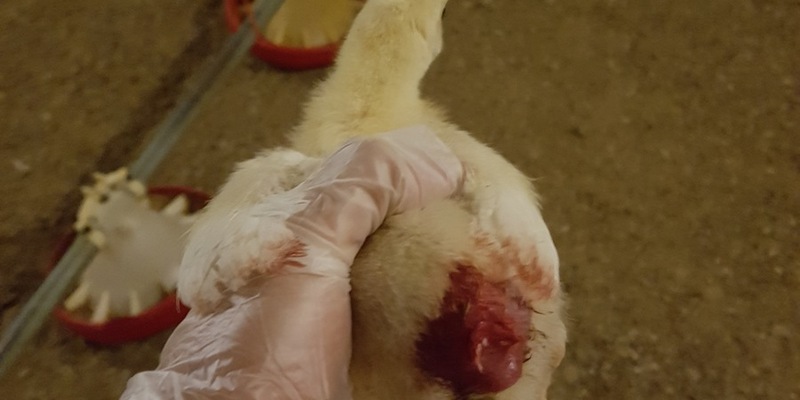 Nach Aufdeckung von Tierquälerei: Geflügelbetrieb entlässt Mitarbeitende, Hauptabnehmer REWE beendet Zusammenarbeit und Initiative Tierwohl entzieht Siegel - Foto: presseportal.de
