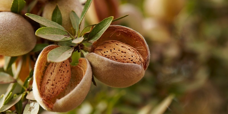 Merry low-waste Christmas mit einer Zutat, die Teil einer innovativen Zukunft ist - Foto: presseportal.de