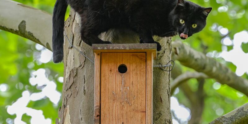 Ein schwarzer Kater sitzt während seiner Jagd nach Vögeln auf einem Nistkasten an einem Baum. - Foto: Patrick Pleul/dpa