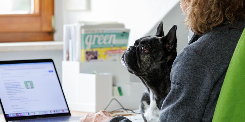 Die Französische Bulldogge Klärchen vom Münchhof im Büro der Werbeagentur media4nature auf dem Schoß einer Mitarbeiterin. - Foto: Daniel Karmann/dpa