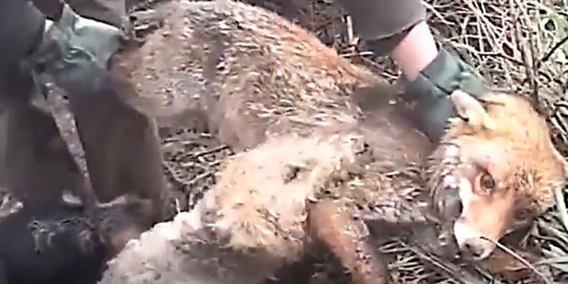 Baujagd: Rechtswidrig und ineffizient - Foto: presseportal.de