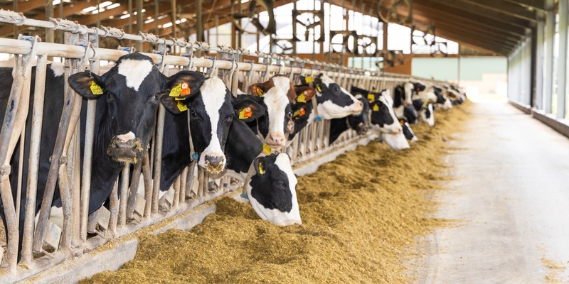 Gesunde Kühe sind die Voraussetzung für eine nachhaltige Milchproduktion / Warum gesunde Kühe den entscheidenden Beitrag zur Nachhaltigkeit in der Lebensmittelerzeugung leisten - Foto: presseportal.de