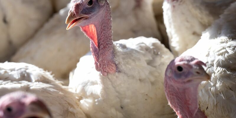 Bei der Vogelgrippe hat sich in den zurückliegenden Jahren ein Ausnahmezustand als neues Normal etabliert. - Foto: Sven Hoppe/dpa