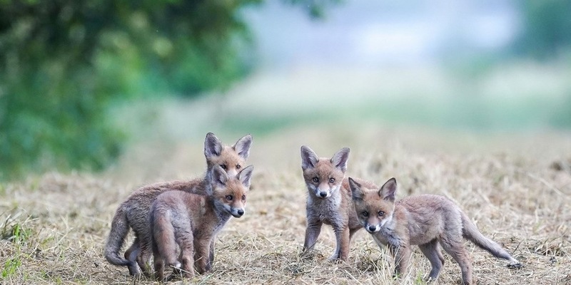Jagd im Koalitionsvertrag Hessen: Rückwärtsgewandt und kaum gesellschaftsfähig - Foto: presseportal.de
