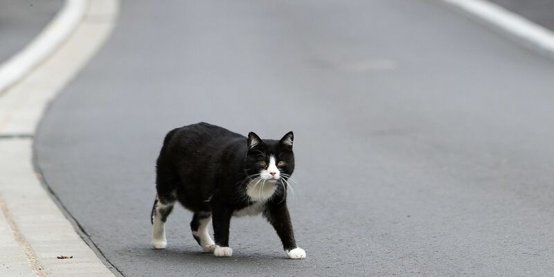 Der Landkreis Kelheim hat den «Katzennotstand» ausgerufen (Symbolbild). - Foto: Jan Woitas/dpa-Zentralbild/dpa