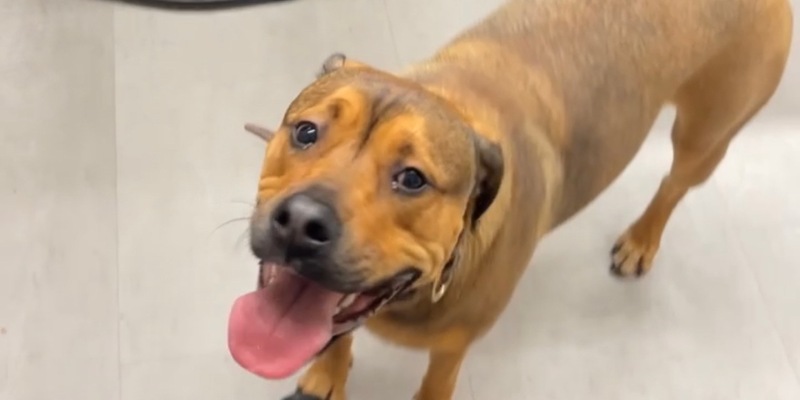 BPOL NRW: Allein auf Reisen - Bundespolizei vereint Hund und Herrchen - Foto: presseportal.de