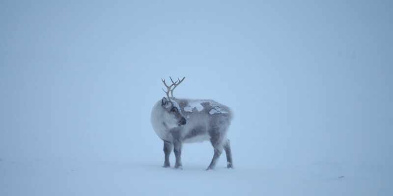 Die Klimakrise trifft die Spitzbergen-Rentiere, die als die «Gefährten des Weihnachtsmanns» gelten. - Foto: Steffen Trumpf/dpa