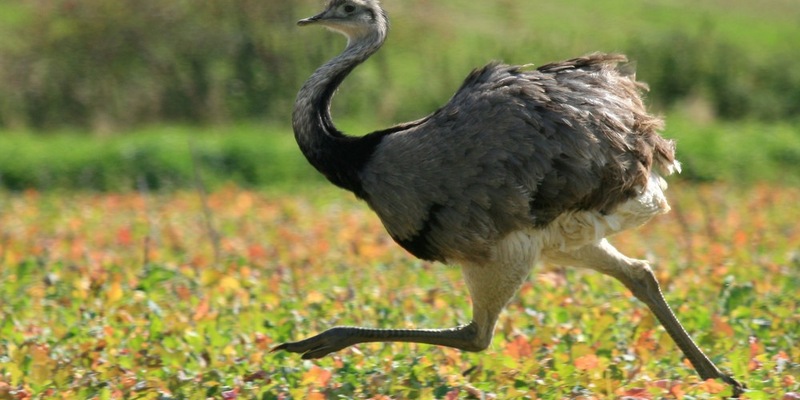 LPI-GTH: Da steht ein Strauß in der Flur - Foto: presseportal.de
