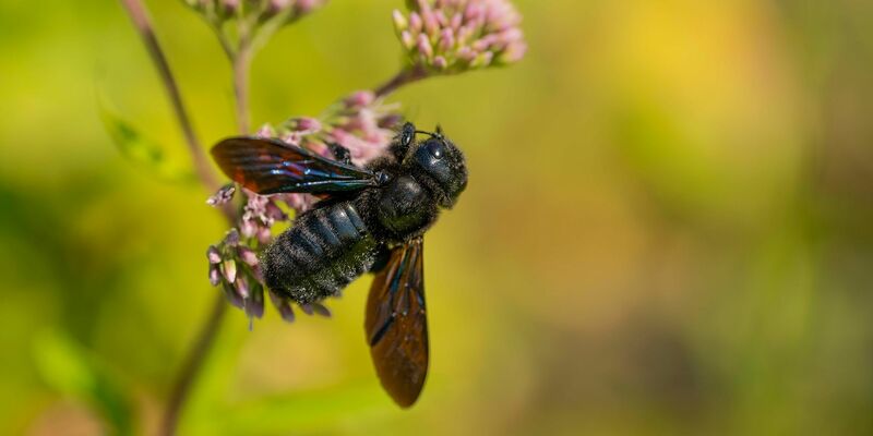 Blauschwarze Holzbienen zählen zu den größten Wildbienen in Deutschland. - Foto: Jürgen Busse/NABU/dpa