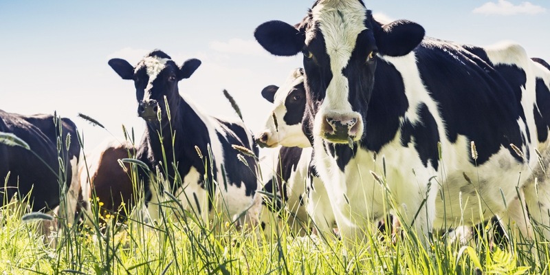 Milcherzeugung: Nachhaltige Wertschöpfung und Wertschätzung - Foto: presseportal.de