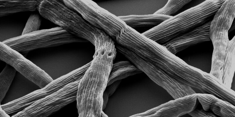 Die Mikrobe des Jahres 2024: das Kabelbakterium Candidatus Elektronema. - Foto: Pia B. Jensen, Aarhus/VAAM/dpa