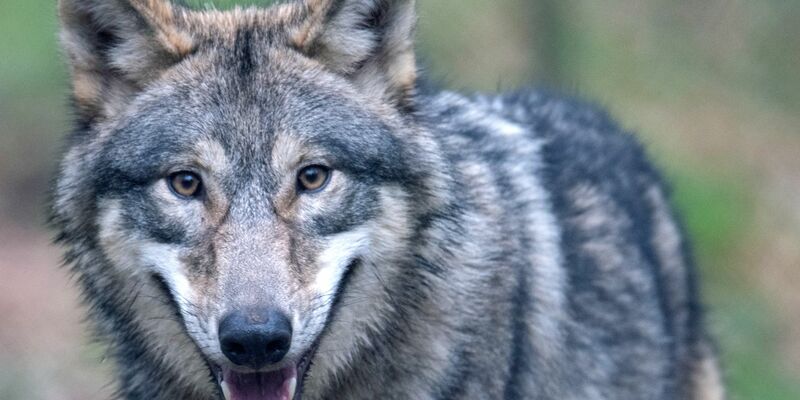 Der Wolf hat sich wieder in Deutschland angesiedelt - und sorgt damit für politische Kontroverse. - Foto: Boris Roessler/dpa