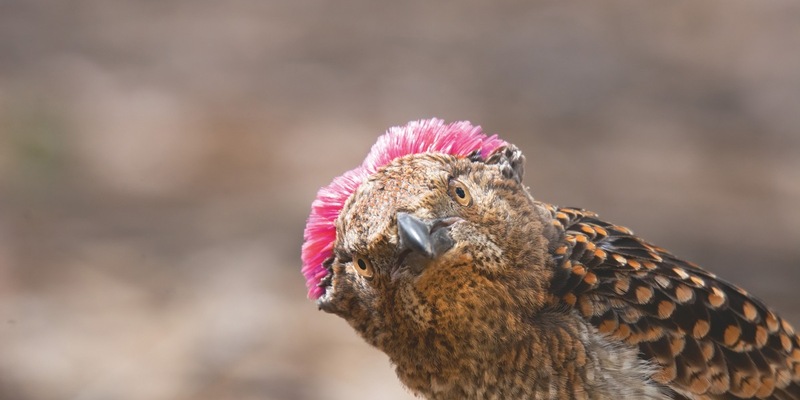 ZDF: Terra X: Unsere Erde III – Achtteilige BBC/ZDF-Koproduktion - Foto: presseportal.de