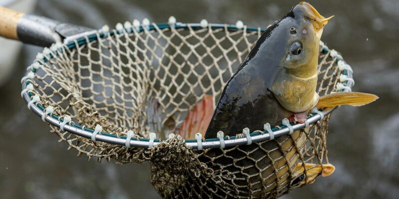 Ein Karpfen im Netz. - Foto: Daniel Karmann/dpa