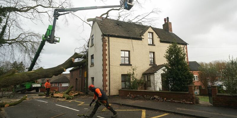 Erstmals wurde das Vogelgrippevirus in einem Schaf entdeckt. (Symbolfoto) - Foto: Jacob King/PA Wire/dpa