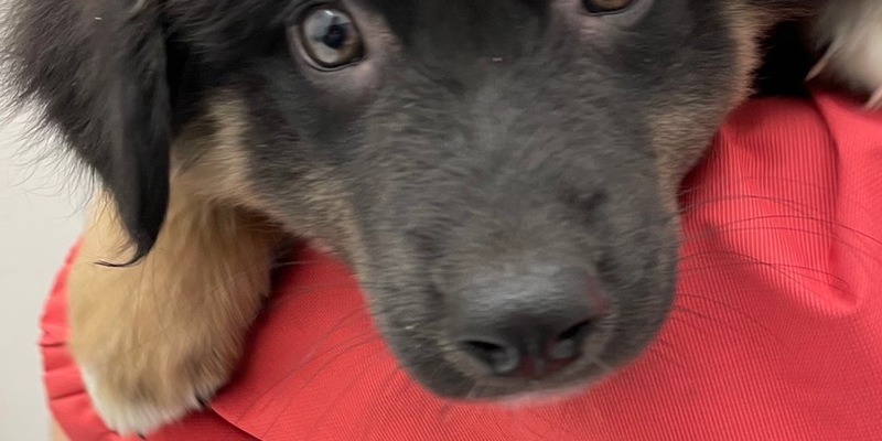 POL-OG: Rheinau - Welpen ausgesetzt? Zeugen gesucht - Foto: presseportal.de