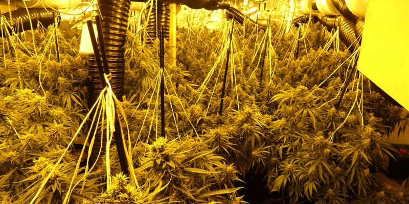 POL-KS: Professionelle Cannabisplantage bei Hausdurchsuchung ausgehoben: Zwei Tatverdächtige in U-Haft - Foto: presseportal.de