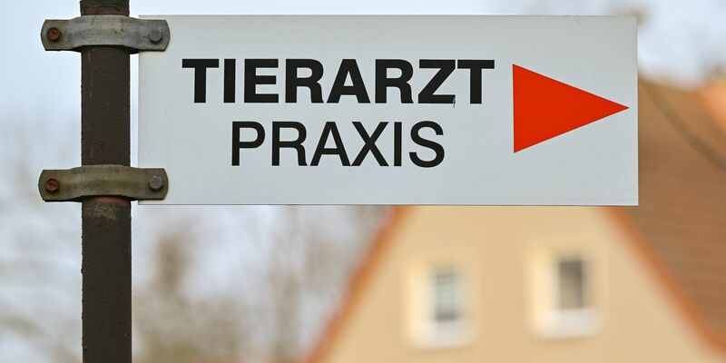 Es gibt in Deutschland Notrufnummern für schnelle Hilfe für erkrankte und verletzte Hunde und Katzen. - Foto: Patrick Pleul/dpa