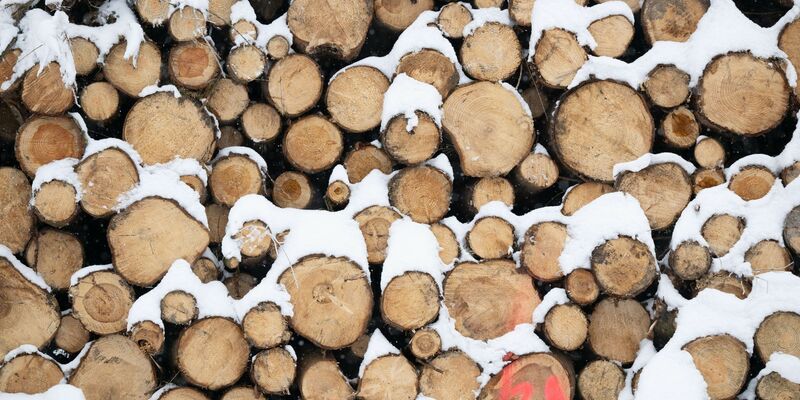 Baumaterial, Ersatz für fossile Produkte und erneuerbare Energiequelle: Holz gewinnt als nachwachsender Rohstoff immer mehr an Bedeutung. - Foto: Sebastian Kahnert/dpa