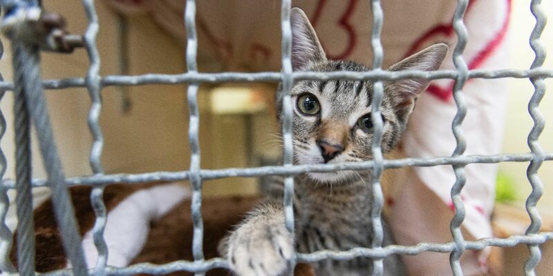 Früher tauschten dann Tierheime in verschiedenen Regionen schon mal Tiere aus - aber jetzt seien eben alle voll. - Foto: Philipp von Ditfurth/dpa
