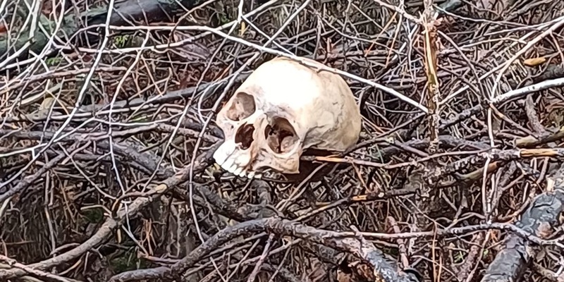 POL-WL: Ergänzung (Foto) zum Bericht Tostedt/Welle ++ Schädel in Welle aufgefunden - Hinweise dringend erbeten - Foto: presseportal.de