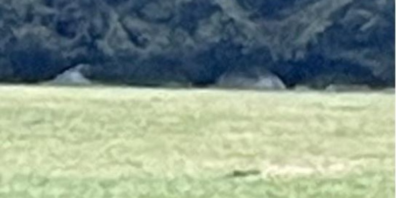 POL-PDWIL: Hinweise auf Zelte im Wald mit dem Verdacht auf wildes Campen stellten sich als alte Siloballen heraus - Foto: presseportal.de