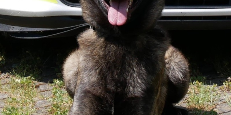 POL-HA: Hagener Diensthunde packen Täter auf der Flucht - Foto: presseportal.de