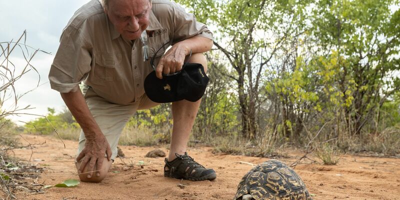 Wilfried Pabst entdeckt bei einer Buschwanderung in seinem Naturschutzgebiet Sango im Südosten Simbabwes eine Pantherschildkröte, die bis zu 60 Jahre alt werden kann. - Foto: Sango Wildlife/dpa