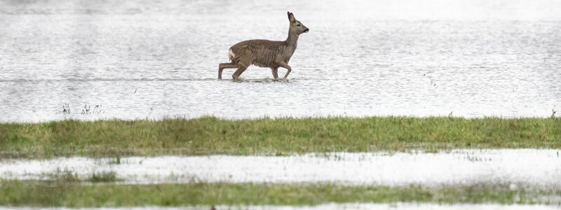 Ein Reh stakst über eine überflutete Wiese. - Foto: Boris Roessler/dpa