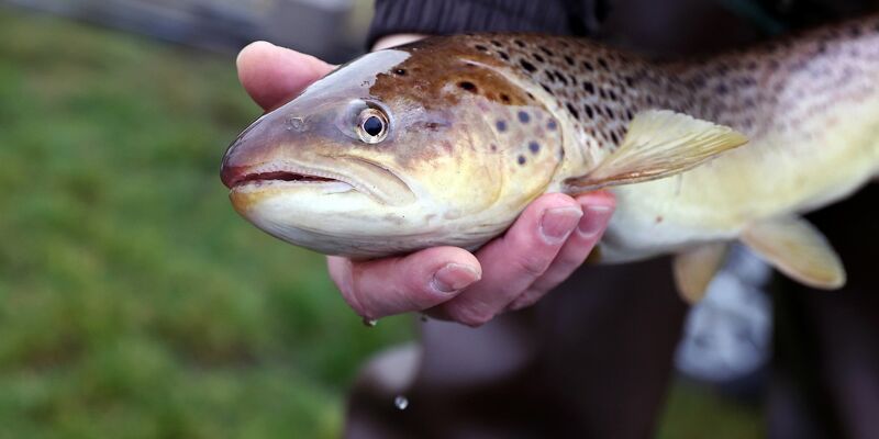 Derzeit gelten laut IGB 52 Prozent der einheimischen Süßwasserfischarten als «gefährdet» oder bereits «ausgestorben oder verschollen». - Foto: Ronny Hartmann/dpa-Zentralbild/dpa