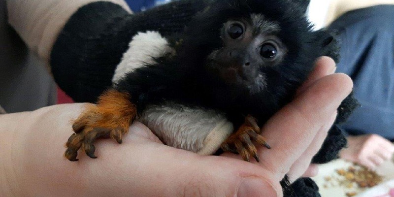 HZA-FF: Zoll macht tierischen Fund - Foto: presseportal.de